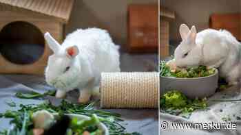 „Unsere größten Sorgenkinder“: Zwei Kaninchen suchen neues Zuhause – „zur Not auch einzeln“