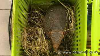 Warning as Florida becomes LEPROSY hotspot of the US - and an unusual animal may be to blame