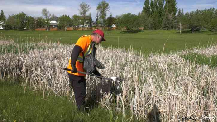 Lethbridge to see an 'average' mosquito season, mitigation work underway