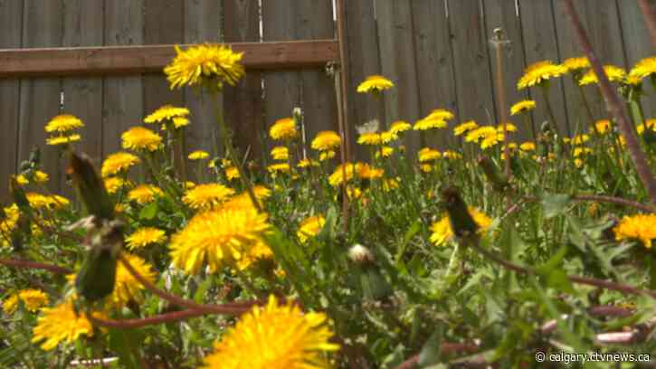 Dandelions explode across Calgary