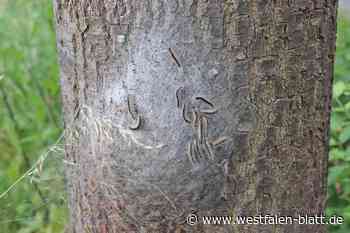Abstand halten! Gefährliche Eichenprozessionsspinner in Stemwede aktiv