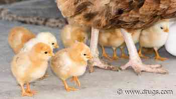 CDC Issues Another Warning of Salmonella Risk From Backyard Poultry