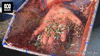 '100-fold difference in demand': NSW fishery eyes massive Chinese export market