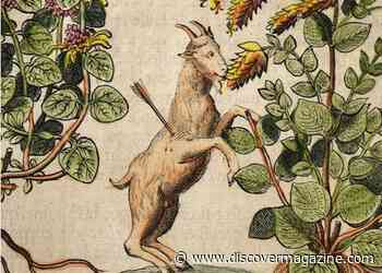 Animals Self-Medicate With Plants − Behavior People Have Observed And Emulated For Millennia