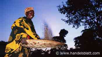 Rohstoffe: Extreme Preisausschläge bei Kakao und Kaffee verunsichern die Händler
