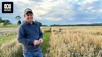 SunRice monopoly set to end, Australian growers eye new markets