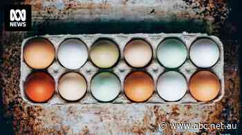 Japan, US among countries to ban Victorian poultry imports due to bird flu