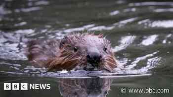 Ealing beavers: Dams, canals - and perhaps babies