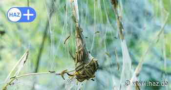 Gespinstmotte und Eichenprozessionsspinner in Hannover Bäume aufgetaucht