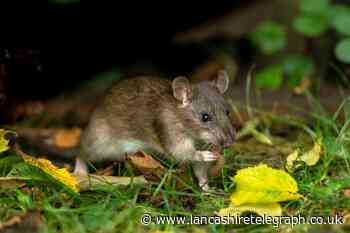 Can rats in the garden harm dogs? Diseases can be passed on