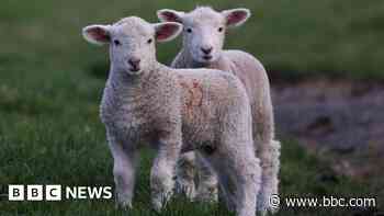 Lambs injured in dog attack as police issue warning