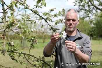 Staveshof genomineerd voor ‘Meest bijvriendelijke boomgaard’: “Bij ons is het ‘maai mei-juni-juli niet’”