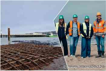 Tientallen ‘ecoblokken’ moeten biodiversiteit in Noordzee aanwakkeren: “We zitten écht met een probleem”