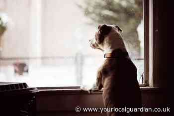 My neighbour's dog won't stop barking: what can i do?