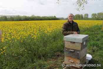 Gevecht tegen Aziatische hoornaar verloren? Niet als het aan de Aalterse imkers ligt