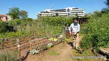 Vietato sprecare l'acqua, anche a Roma arriva l’ordinanza. Va centellinata per orti e giardini