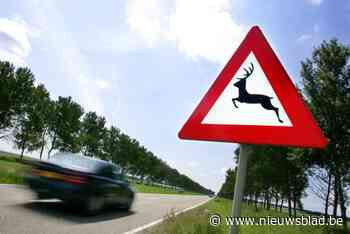 Hertje overleeft klap met wagen niet