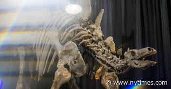 Apex, the Largest Stegosaurus Fossil Ever Found, Heads to Auction