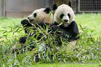 Smithsonian says 2 new giant pandas returning to Washington’s National Zoo from China by end of year