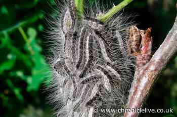 UK public issued 'do not touch' warning over toxic insect that emerges in summer
