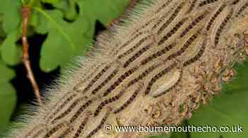 Warning as dangerous pest which poses health risks spotted