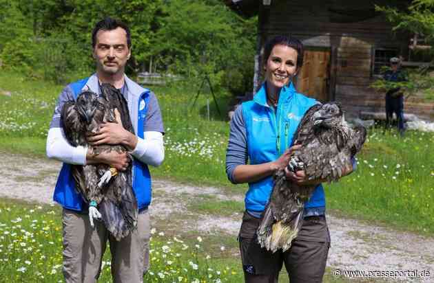 Erstmals zwei Bartgeier-Burschen für Bayern: Wiggerl und Vinzenz erobern die Alpen / LBV und Nationalpark Berchtesgaden wildern zum vierten Mal zwei Bartgeier aus - Geier per Live-Webcam beobachten