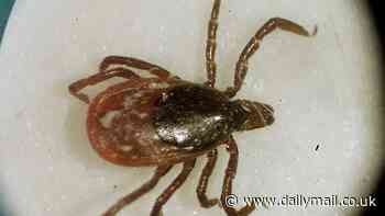 Worst states for tick-borne illnesses REVEALED… is your hometown at risk?