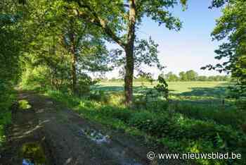 Premie voor wie bomen en hagen plant