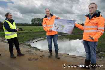 Nederland en Vlaanderen verbeteren de leefomstandigheden voor de otter in de Markvallei: “Verkeer is de grootste vijand”