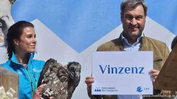 Hype um Bartgeier Wiggerl und Vinzenz: Söder spricht bei Auswilderung über „schräge Vögel“