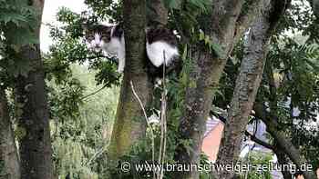 Holt Salzgitters Feuerwehr noch Katzen vom Baum?