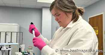 Nebraska team identifies new genetic defect impacting cattle morbidity and meat quality