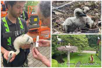 Ooievaars geboren en geringd in Bellewaerde: “Een hedendaagse dierentuin moet ook dieren in de natuur steunen”