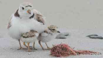 Precarious piping plover population persists as climate change brings extreme flood-drought cycles