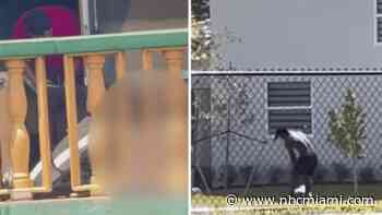 Up to $10k: What are the penalties for people caught abusing animals in Florida?