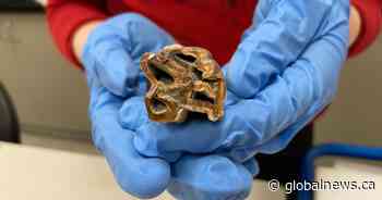 Edmonton boy finds ice age horse tooth fossil at Parkland County sports park