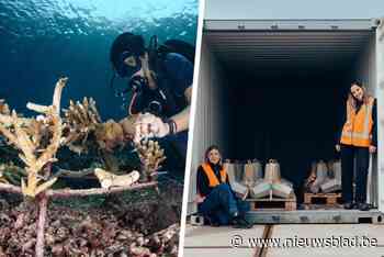 Twee Belgen willen van zeeën en oceanen de blauwe long van de aarde maken: “We willen opnieuw leven brengen in de oceaan”