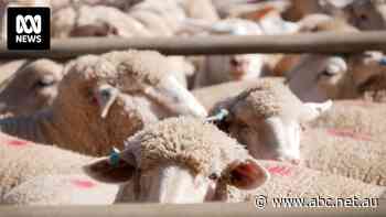 Australia's biggest saleyard loses $1.7m a year. Why is the council that owns it being pressured not to sell?