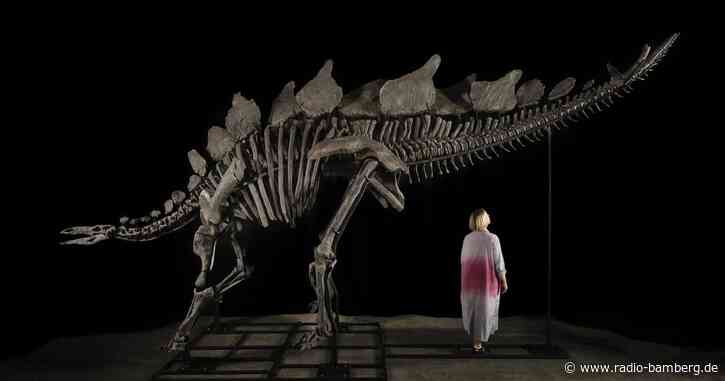 Stegosaurus-Skelett könnte sechs Millionen Dollar bringen