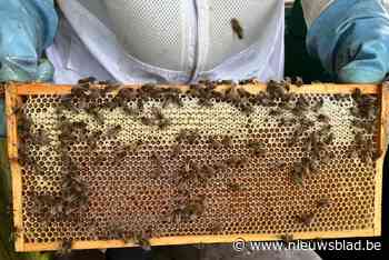 De Boerderbij en Bar ’t Bieke laten je zoemende wereld ontdekken