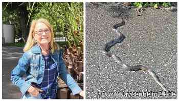 „Kleine Sensation“: Erste Äskulapnatter seit 2001 in Bad Reichenhall nachgewiesen