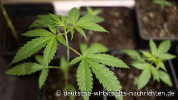Unions-Justizminister fordern Nachbesserungen beim Cannabis-Gesetz