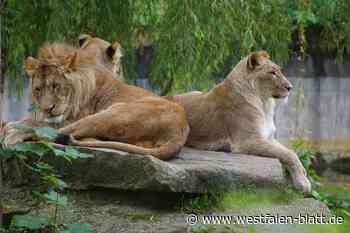 Tierisch gut: Der Allwetterzoo ist 50