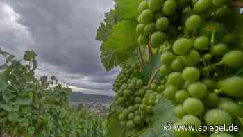Wein Jahrgang 2023: So schmecken die aktuellen deutschen Weißweine