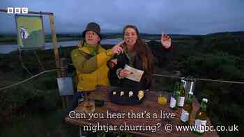 Nightjar interrupts Springwatch in Dorset