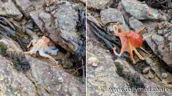 Ever seen an octopus blushing? Sea creature turns a brilliant red as it emerges from under a rock on a Welsh beach in rare footage