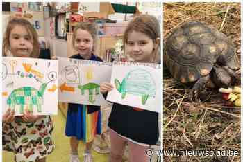 Wie heeft landschildpad Plato van derde kleuterklasje gezien?: “Het is een raadsel”