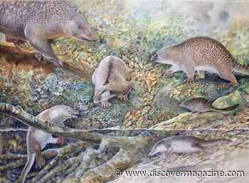 Ancient Species Represents Bridge Between Echidna and Platypus