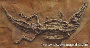 A Crocodile Equipped with Armadillo Armor Once Roamed Earth