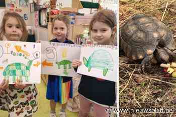 Plots is 20-jarige schildpad Plato uit klasje verdwenen: “Hij kon die kooi niet zelf openen. We vermoeden dat iemand hem meenam”